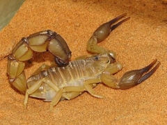 Yellow Fat-tailed Scorpion