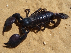 Emperor Scorpion