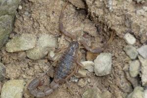 Scorpion Ecology