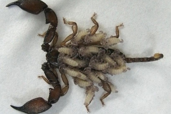 Scorpion Life Cycle