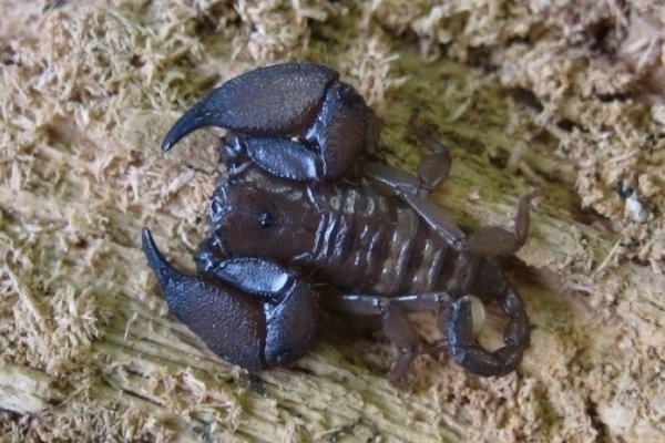 Catalog of World Scorpions