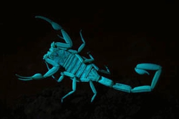 The Mystery of Scorpion Glow (Photoluminescence)