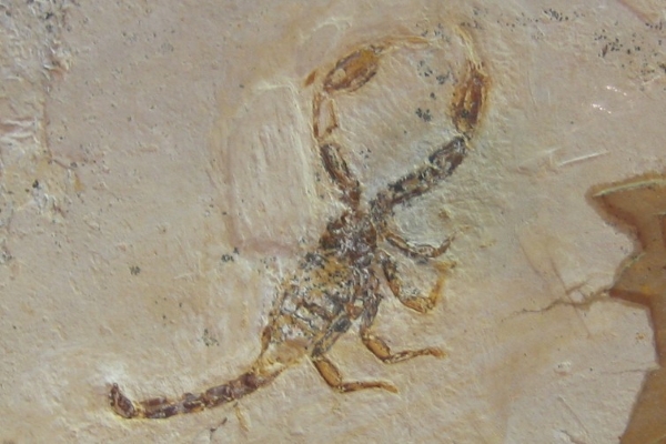 Were Paleozoic Scorpions Aquatic?