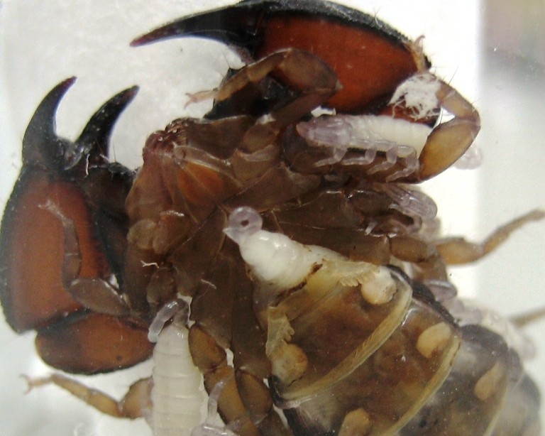 Scorpion giving birth