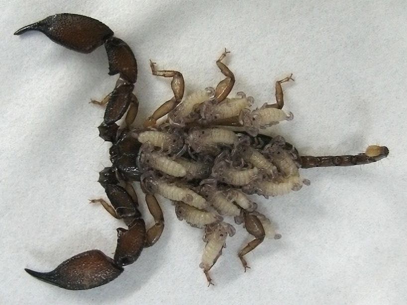 First-instar juveniles riding on the mother's dorsum