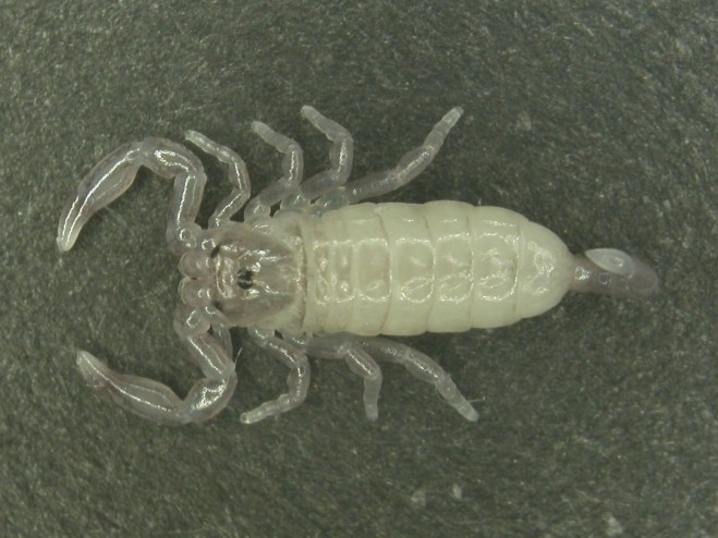 First-instar juvenile of Liocheles australasiae