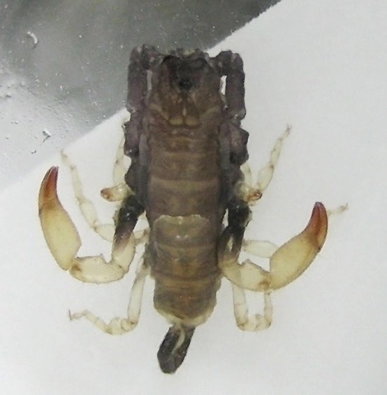Molting of L. australasiae