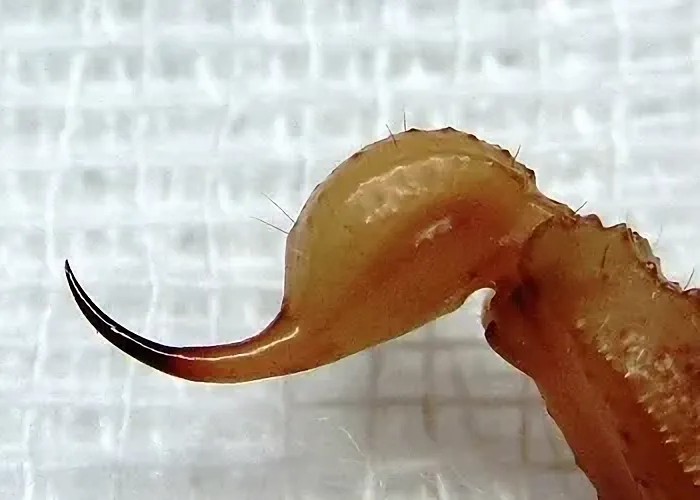 Scorpion telson