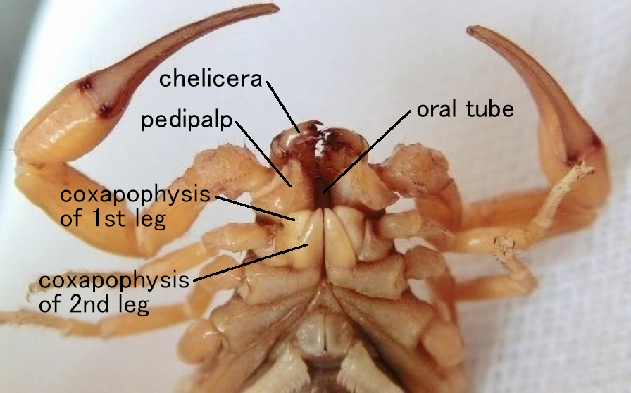 Scorpion mouthparts