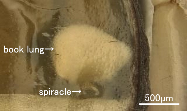 Ventral mesosoma showing book lungs
