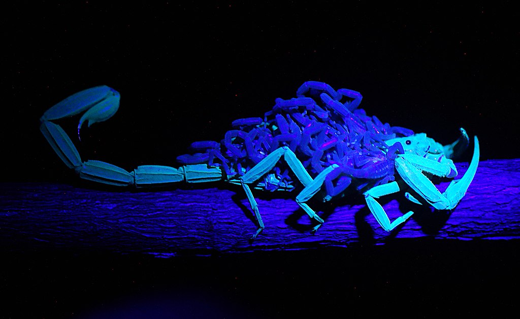 Fluorescent adult and non-fluorescent juvenile (Frank.starmer, CC BY 4.0)